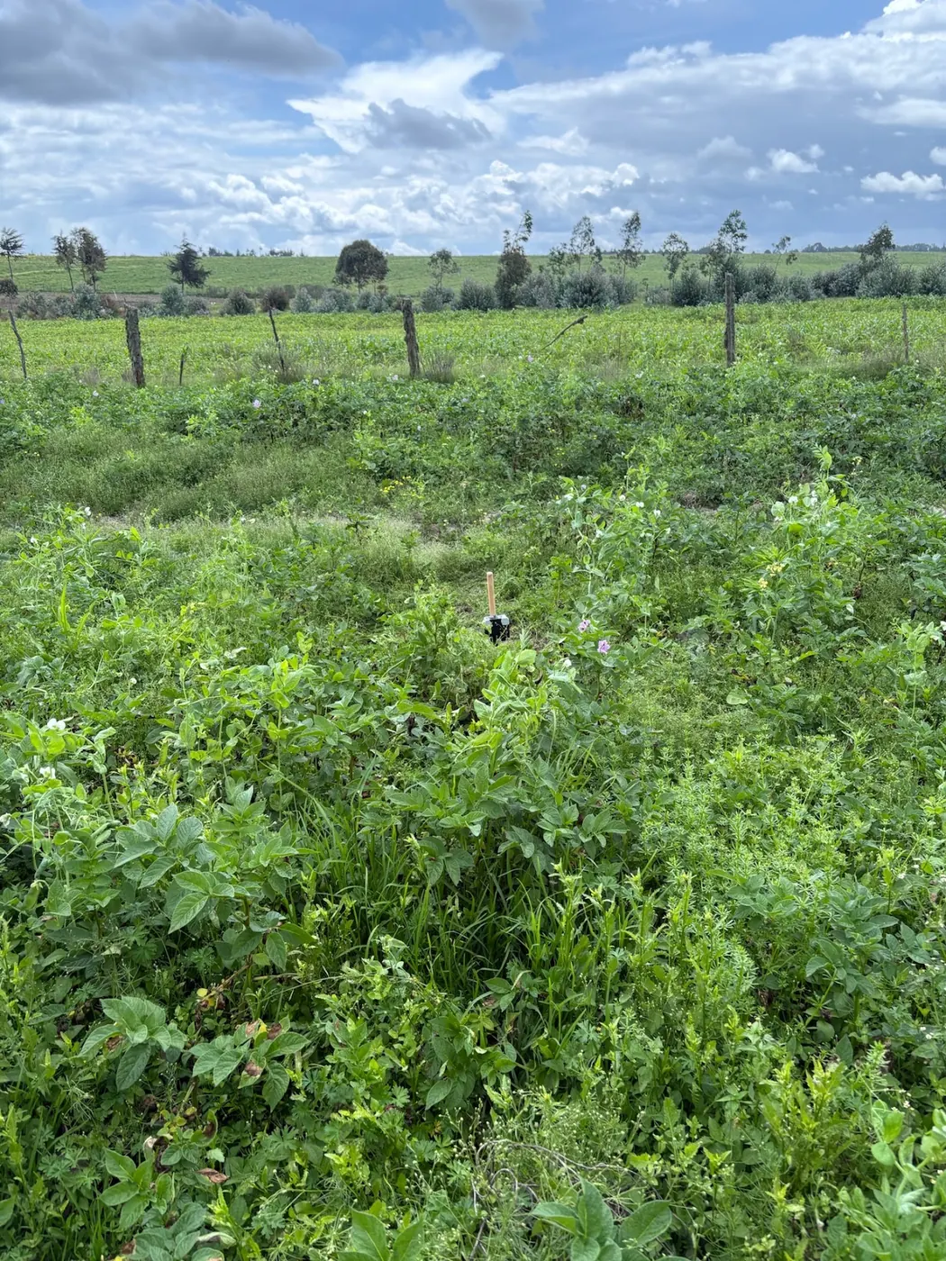 A weather station low in a flowering potato field under blue sky