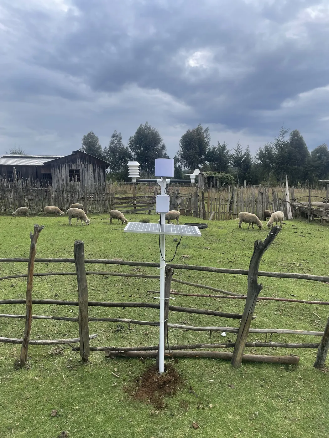 A weather station among grazing sheep, a wooden house behind