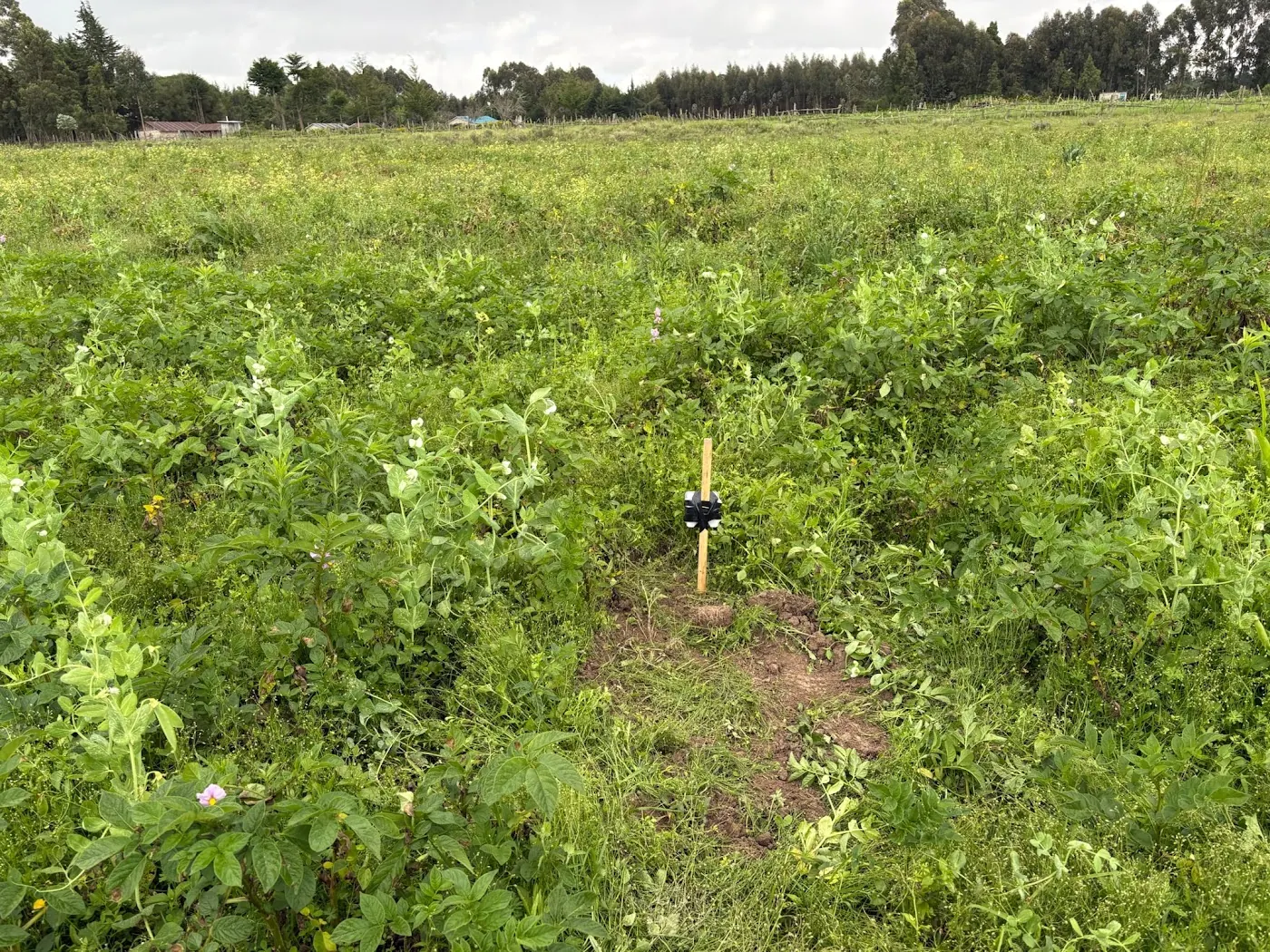 Small soil probe on a wooden post in a patch of bare earth, surrounded by flowering potato plants under a grey sky.